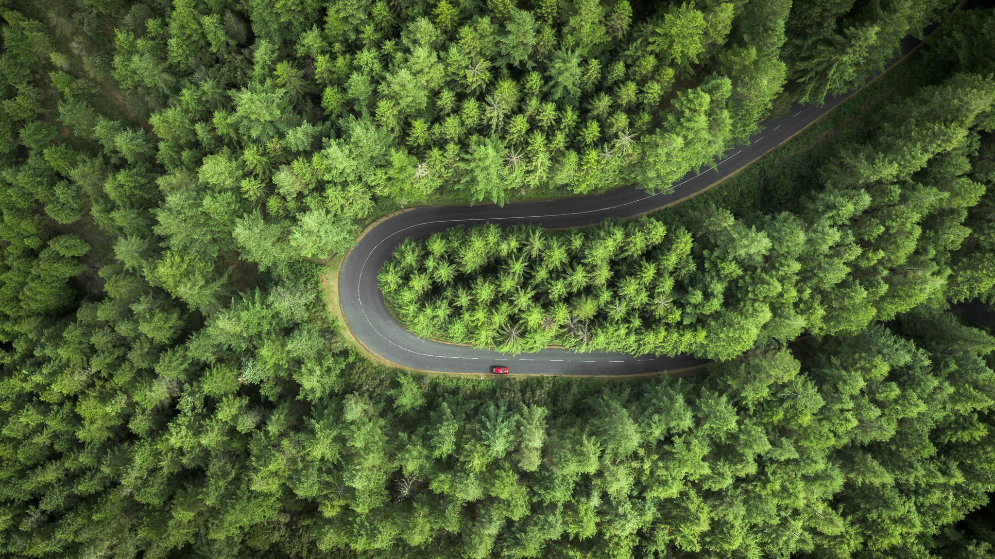 Aerial view of a curved road surrounded by pine trees field.